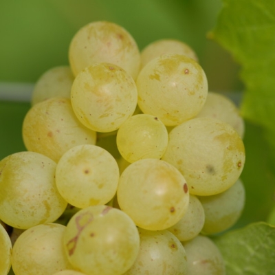 Mueller-Thurgau Beeren nah y
